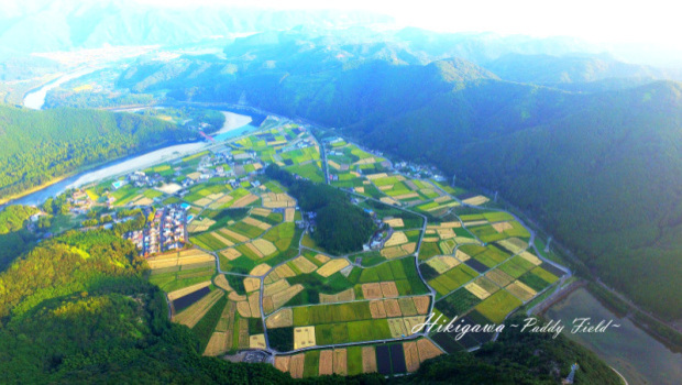 Hikigawa ~Paddy Field~