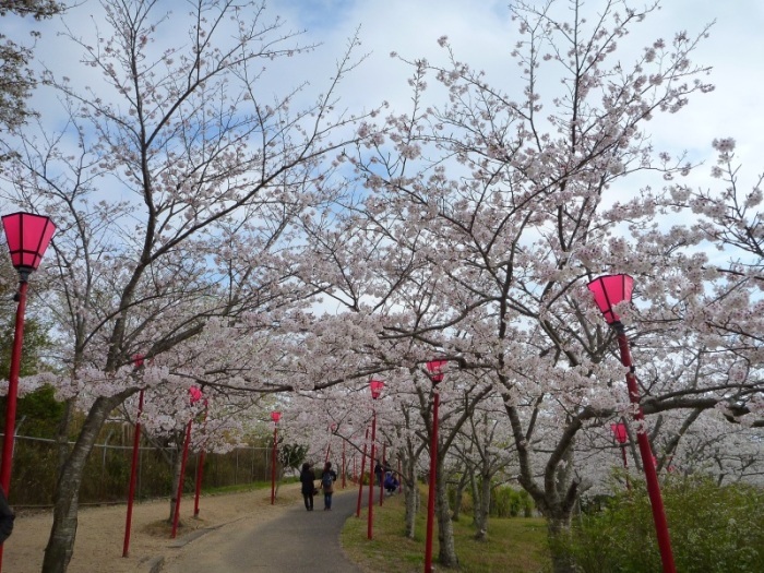 春の平草原（桜まつり）