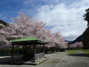 向平キャンプ村桜